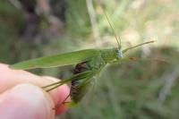Phaneroptera falcata