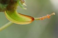 Phaneroptera falcata