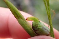 Phaneroptera falcata