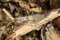 Oedipoda caerulescens