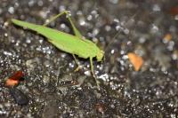 Phaneroptera
