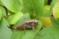 Pholidoptera griseoaptera