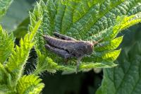 Pezotettix giornae