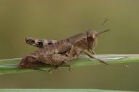 Pezotettix giornae