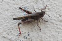 Aiolopus strepens