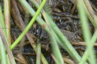 Eumodicogryllus bordigalensis