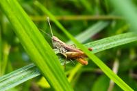 Gomphocerippus rufus