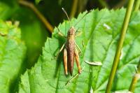 Gomphocerippus rufus