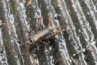 Nemobius sylvestris
