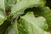 Leptophyes punctatissima