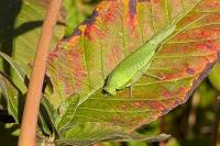 Phaneroptera