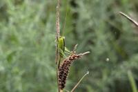 Conocephalus fuscus