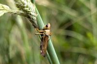Pseudochorthippus parallelus