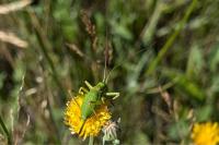 Ephippiger diurnus