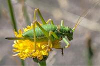 Ephippiger diurnus