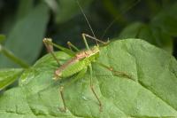 Leptophyes punctatissima