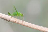 Leptophyes punctatissima