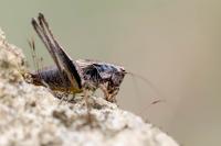 Pholidoptera griseoaptera