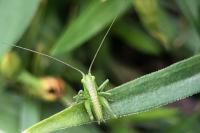 Tettigonia viridissima