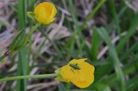 Tettigonia viridissima