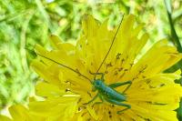 Tettigonia viridissima