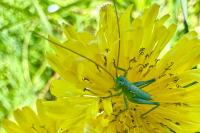 Tettigonia viridissima