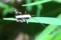 Pholidoptera griseoaptera