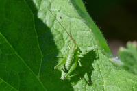 Tettigonia viridissima