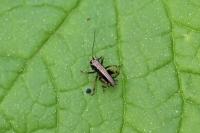 Pholidoptera griseoaptera