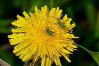 Tettigonia viridissima