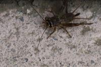 Eumodicogryllus bordigalensis