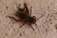 Eumodicogryllus bordigalensis