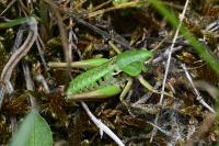 Decticus verrucivorus