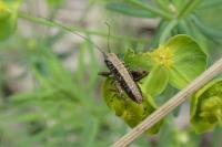 Pholidoptera griseoaptera
