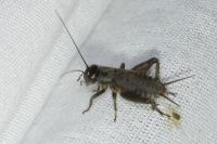 Eumodicogryllus bordigalensis