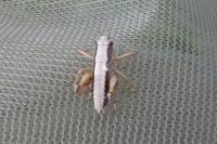 Pholidoptera griseoaptera