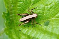 Pholidoptera griseoaptera