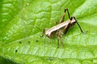 Pholidoptera griseoaptera
