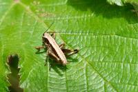 Pholidoptera griseoaptera