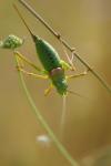 Ephippiger diurnus