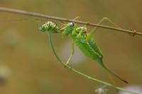 Ephippiger diurnus