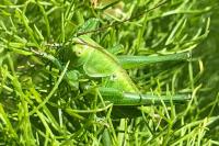 Tettigonia viridissima
