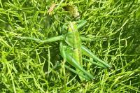 Tettigonia viridissima