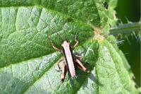 Pholidoptera griseoaptera