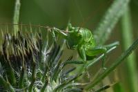 Tettigonia viridissima