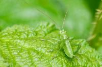 Tettigonia viridissima
