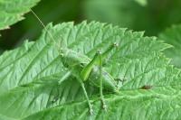 Tettigonia viridissima