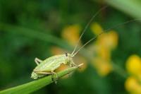 Ephippiger diurnus