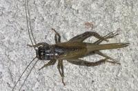 Eumodicogryllus bordigalensis
