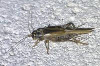 Eumodicogryllus bordigalensis